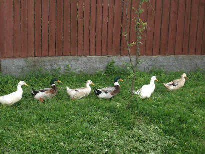Diese Enten marschieren direkt zum G&auml;stebuch :)